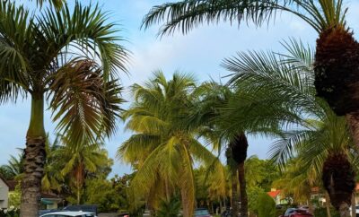 Coconut Grove vs Brickell: Where Is Better to Stay in Miami?